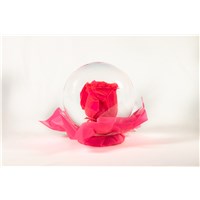 Neon_Pink
