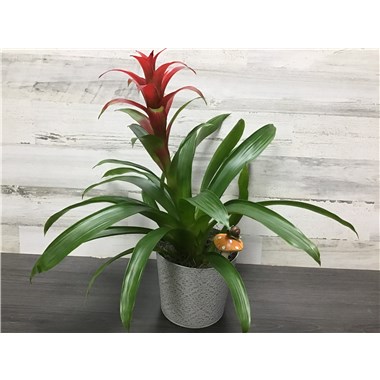 SP25-BP-437-6Bromeli