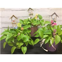 SP24-GP-427-6Pothos